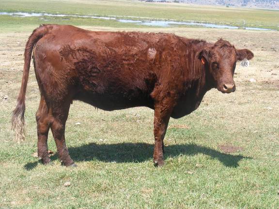 Two Year Old Cow 618