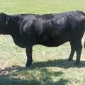 Five Year Old Cow 484