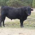 631 Black Bull for sale