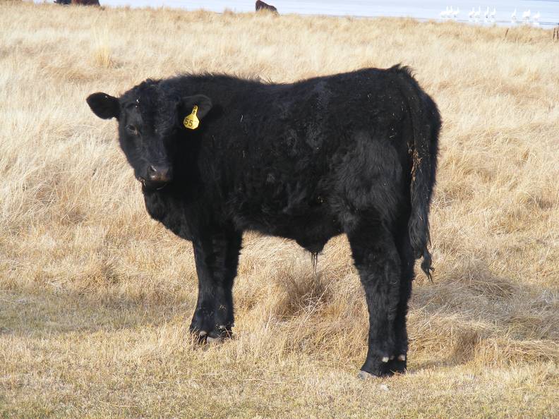 557 Yearling Bull for Sale (4).JPG