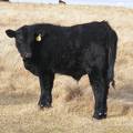 557 Yearling Bull for Sale 