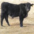 3= Yearling Bull for Sale 