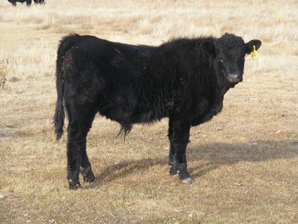 3= Yearling Bull for Sale