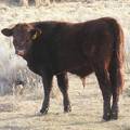 460 Yearling Bull for Sale
