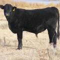 531 Yearling Bull for Sale 