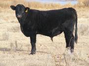 531 Yearling Bull for Sale 