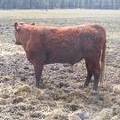 (40Y) Two Year Old Bull for sale April 2019