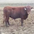 722 Two Year Old Bull for sale April 2019