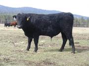 Two Year Old Bulls for Sale