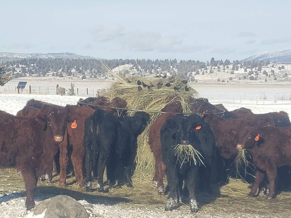 Chow time for steers and birds