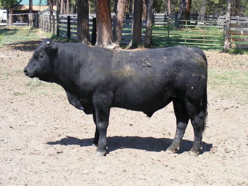 2009 Coming Three Bull 723W B