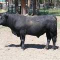 2009 Coming Three Bull 723W B