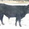 2009 Coming Two Bull 802W B