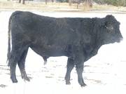 2009 Coming Two Bull 802W B