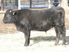 2009 Coming Two Bull 800W B