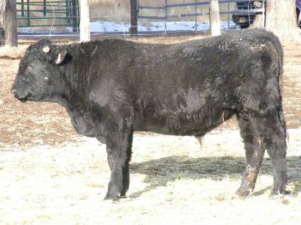 2009 Coming Two Bull 800W B