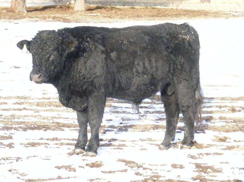 2009 Coming Two Bull 805W B