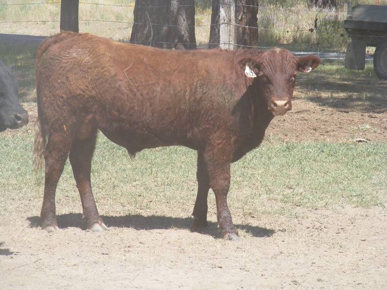 2009 Coming Two Bull 812W R