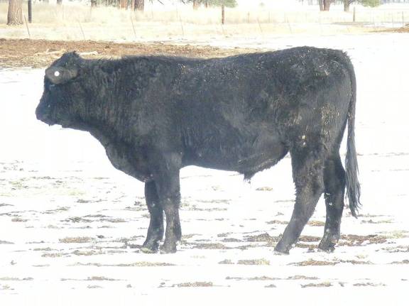 2009 Coming Two Bull 815W B