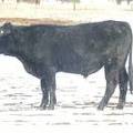 2009 Coming Two Bull 815W B