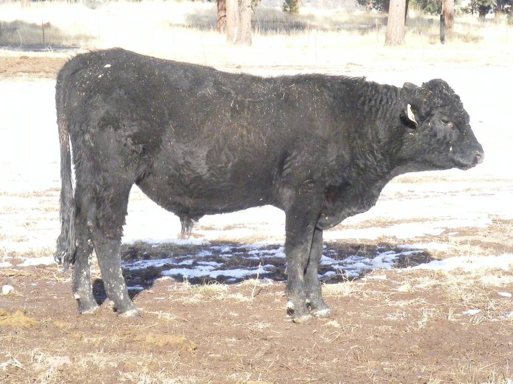 2009 Coming Two Bull 819W B