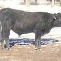 2009 Coming Two Bull 819W B