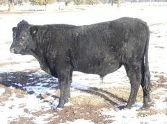 2009 Coming Two Bull 820W B