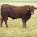 2010 Coming Two Year Old Bull 902W R