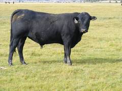 2010 Coming Two Year Old Bull 910W B