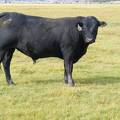 2010 Coming Two Year Old Bull 910W B