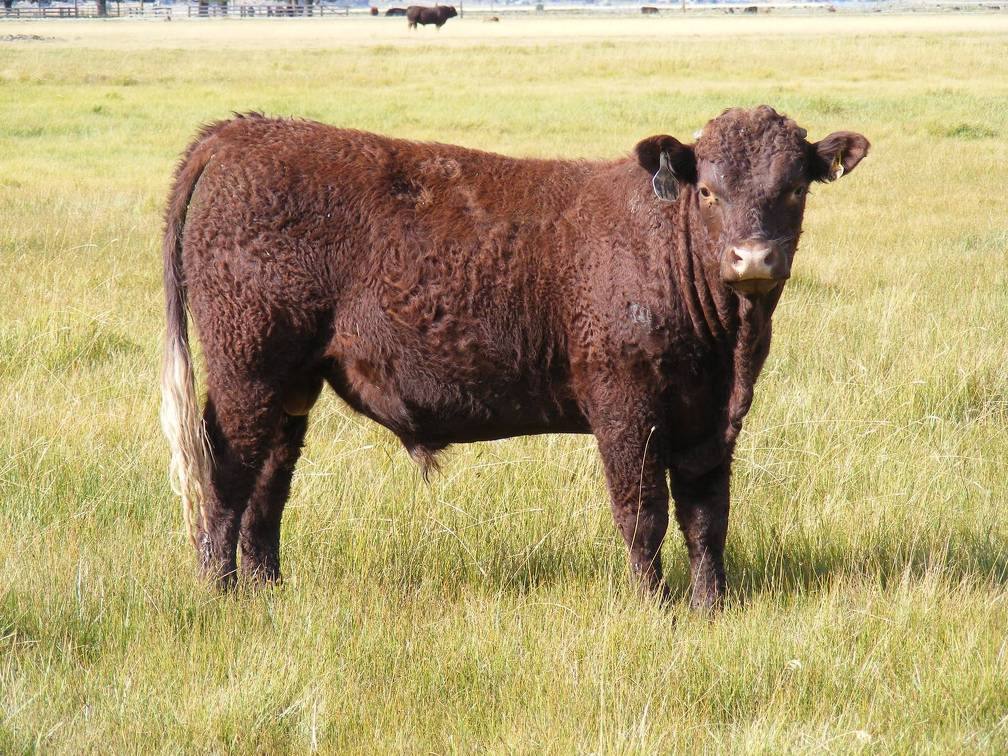 2010 Coming Two Year Old Bull 914W R