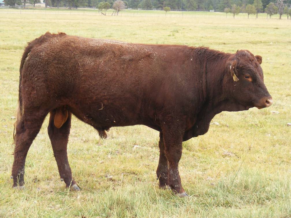 2010 Coming Two Year Old Bull 918W R