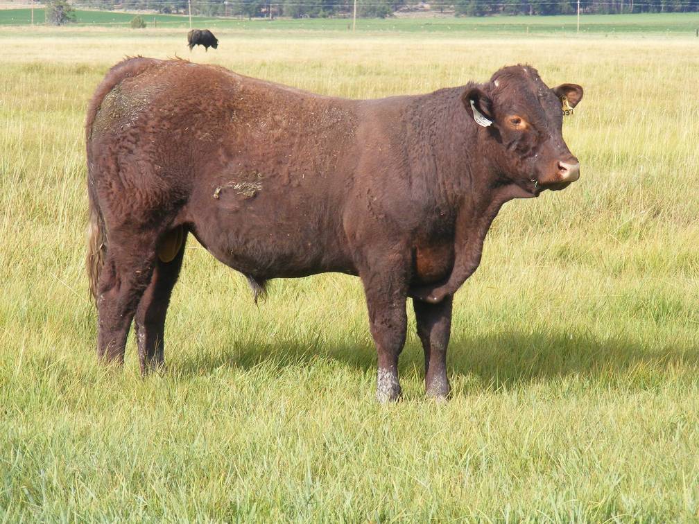 2010 Coming Two Year Old Bull 919W R