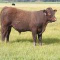 2010 Coming Two Year Old Bull 919W R