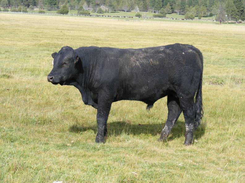 2010 Coming Two Year Old Bull 922W B.jpg