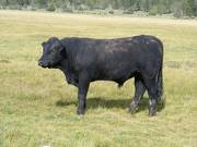 2010 Coming Two Year Old Bull 922W B