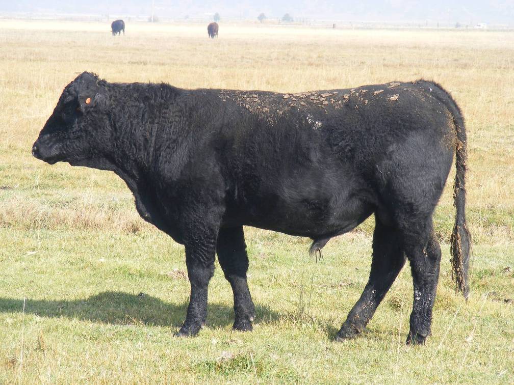 2011 Coming Two Year Old Bull 002W B