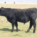 2011 Coming Two Year Old Bull 002W B