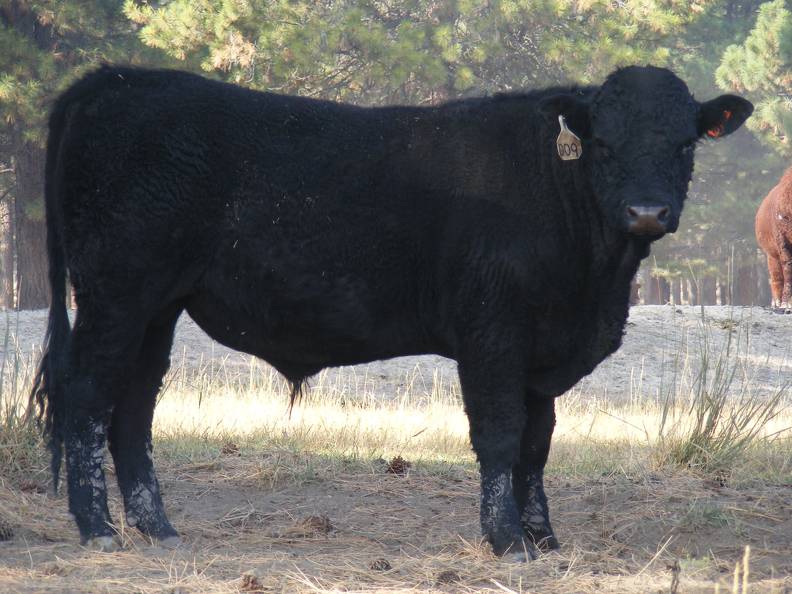 2011 Coming Two Year Old Bull 009W B.JPG