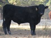 2011 Coming Two Year Old Bull 009W B