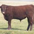 2011 Coming Two Year Old Bull 024W R 2