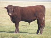 2011 Coming Two Year Old Bull 024W R 2