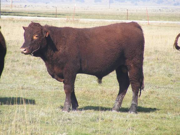 2011 Coming Two Year Old Bull 024W R 5
