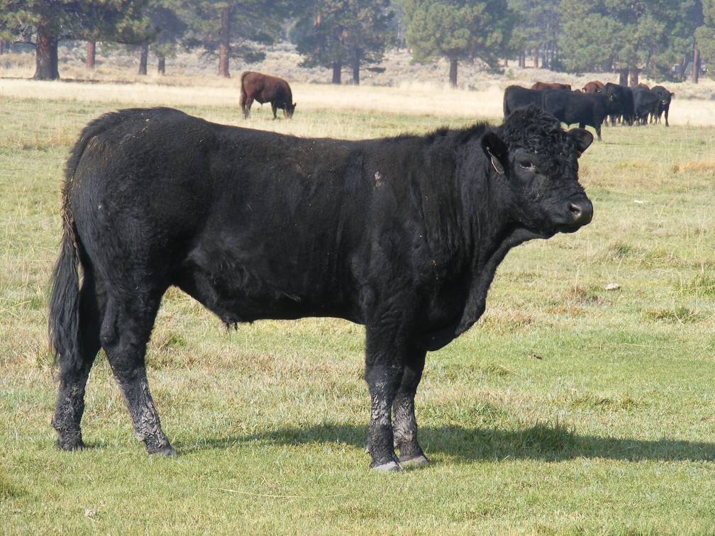 2011 Coming Two Year Old Bull 028W B 3