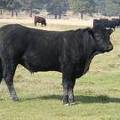 2011 Coming Two Year Old Bull 028W B 3
