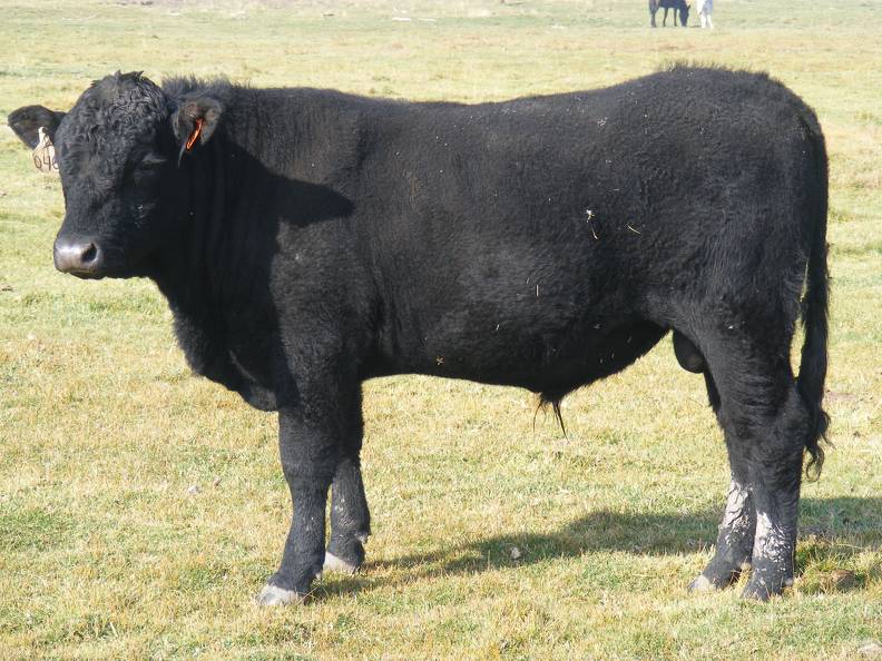 2011 Coming Two Year Old Bull 040W B 4.JPG