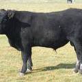 2011 Coming Two Year Old Bull 040W B 4