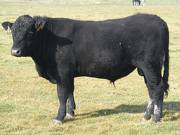 2011 Coming Two Year Old Bull 040W B 4