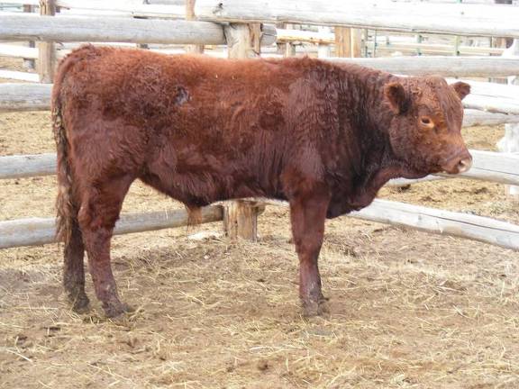 312 Weaner bull