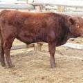 312 Weaner bull